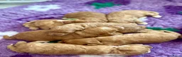 Labradoodle dogs for sale: 🐾 Health Tested F1B Mini Labradoodle Puppies 🐾 - Advert 12