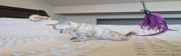 Bengal cats for sale: 🤍🩶 GORGEOUS BENGAL KITTENS 🩶🤍 - Advert 25