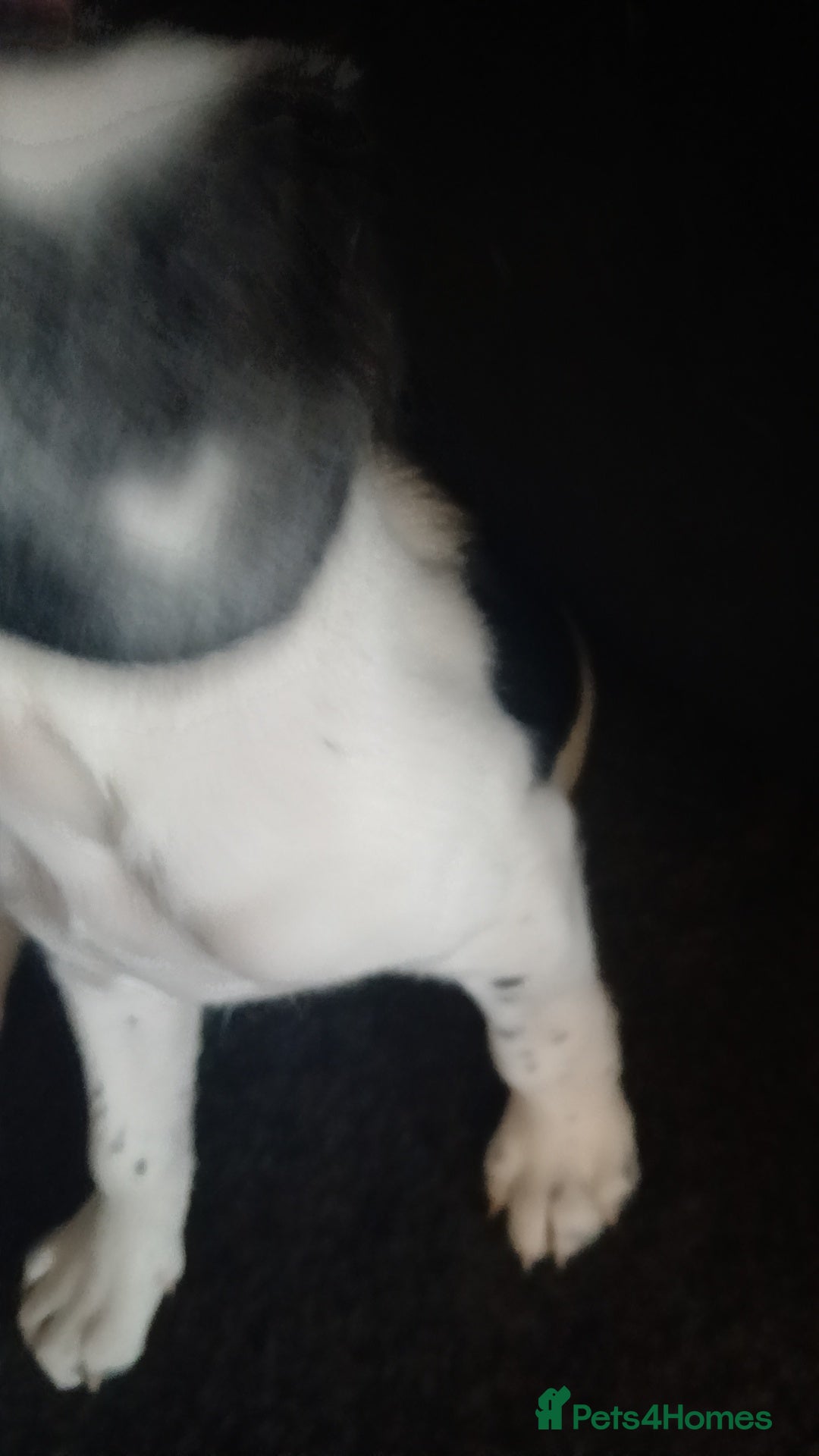 Mixed Breed dogs for sale: english springer spaniel cross foxhound - Image 6