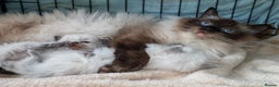 Ragdoll cats for sale: GCCF RAGDOLL KITTENS IMPORTED CHAMPION BLOODLINES - Advert 5
