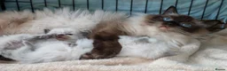 Ragdoll cats for sale: GCCF ACTIVE & PET KITTENS IMP CHAMPION BLOODLINES - Advert 6