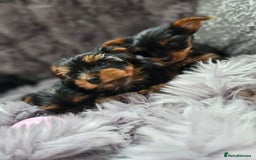 Yorkshire Terrier dogs for sale: Beautiful Yorkshire terrier puppies  - Image 5