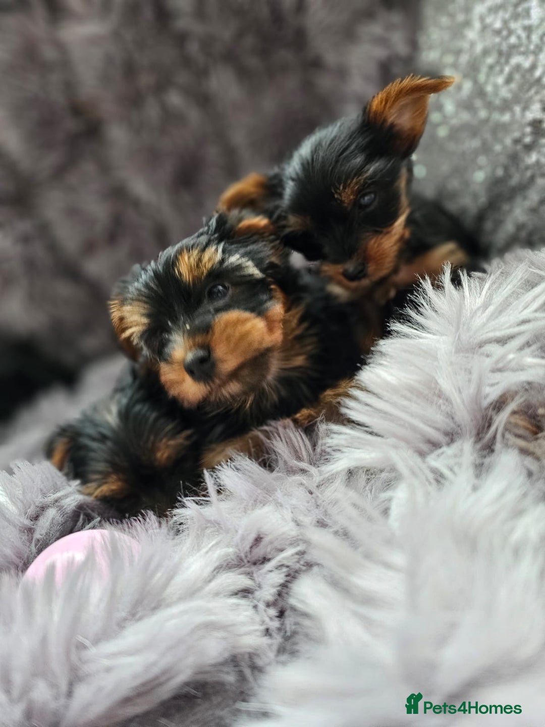 Yorkshire Terrier dogs for sale: Beautiful Yorkshire terrier puppies  - Image 5