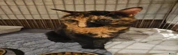Mixed Breed cats for adoption: Young Tortoiseshell female rescue cat - Twix - Advert 2
