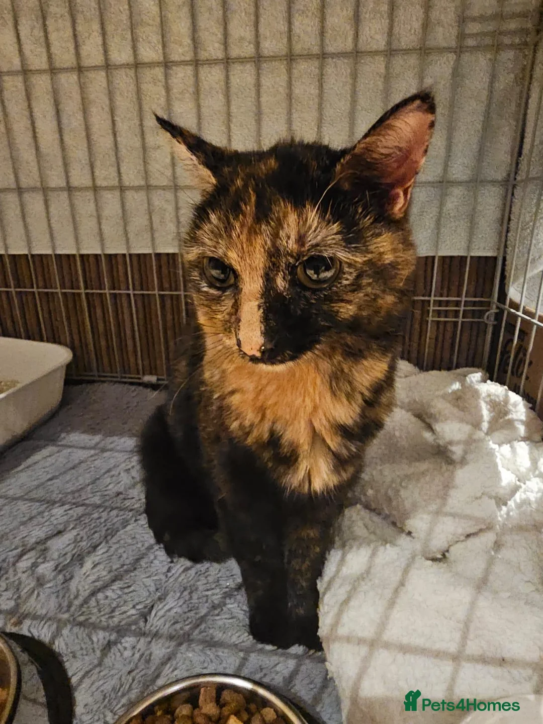 Mixed Breed cats for adoption: Young Tortoiseshell female rescue cat - Twix - Advert 2