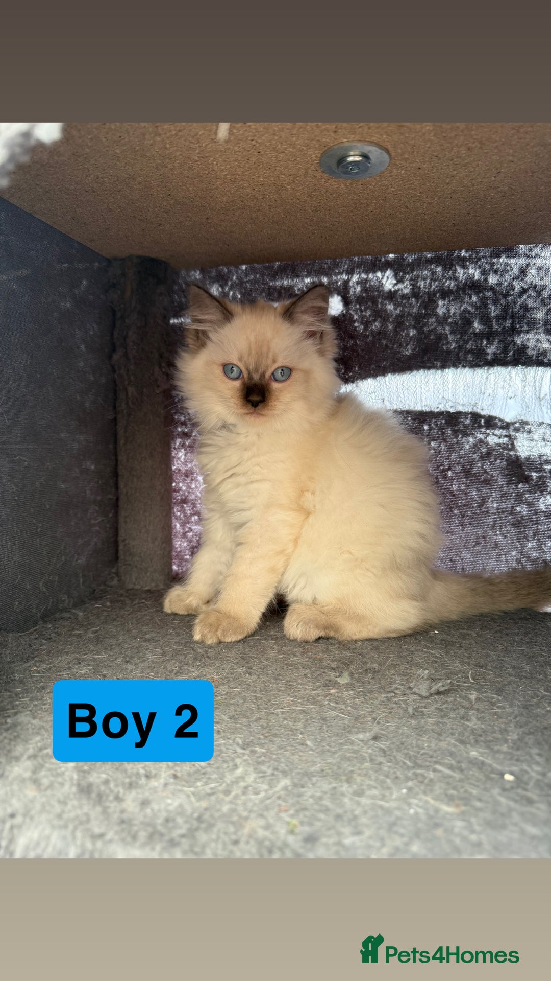 Ragdoll cats for sale: *stunning* litter of 7 ragdoll kittens  - Image 10