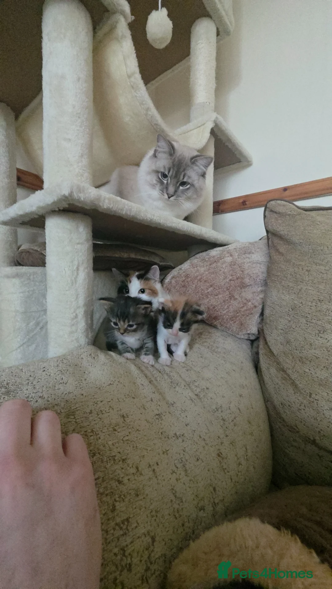 Mixed Breed cats for sale: Ragdoll mix kittens - Advert 2