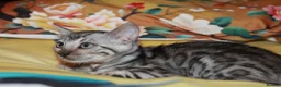 Bengal cats for sale: Four Bengal Kittens for Sale. TICA Pedigree Reg'd - Advert 3