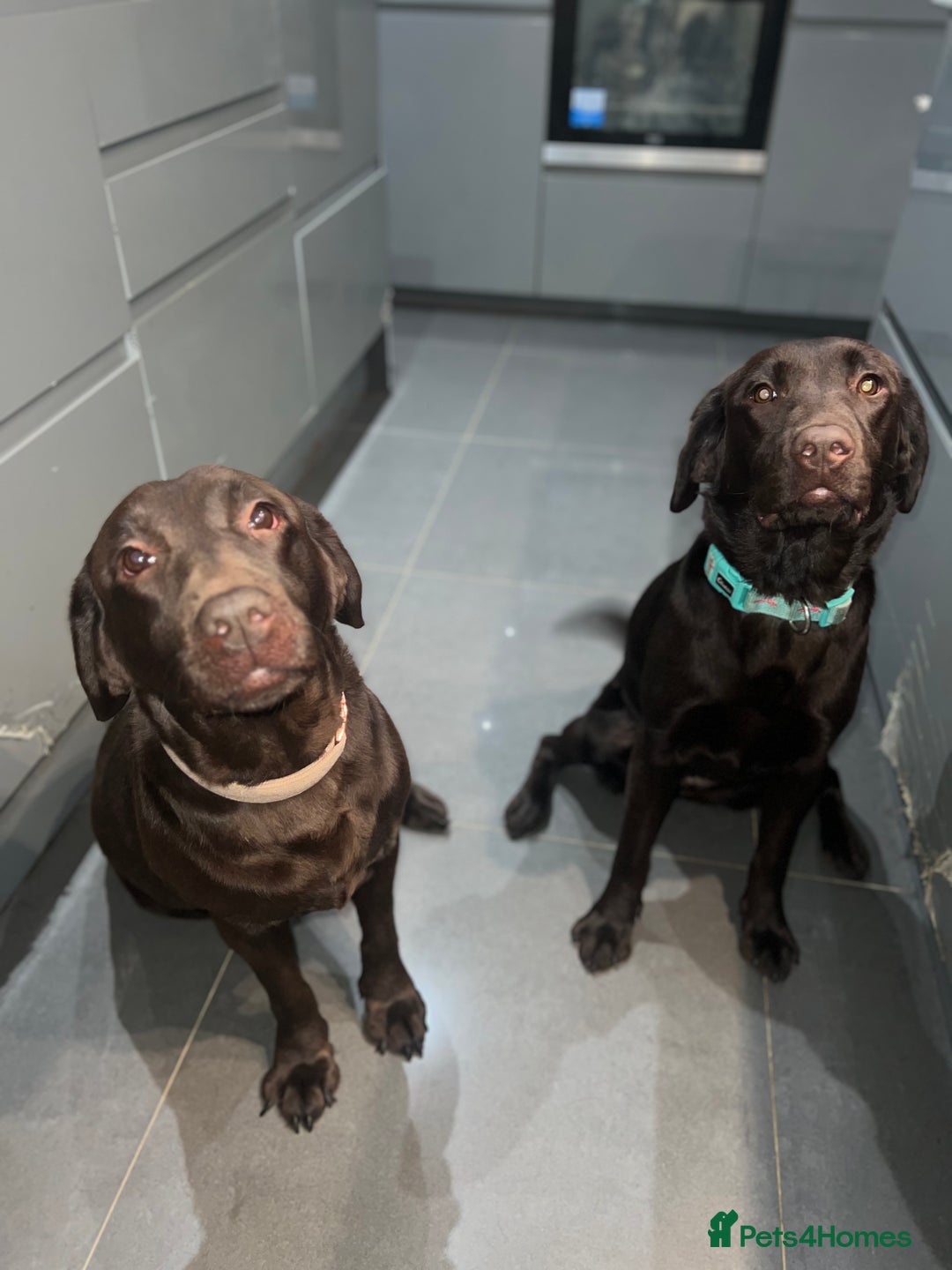 Labrador Retriever dogs for sale: Beautiful 3 year old girl - Advert 3