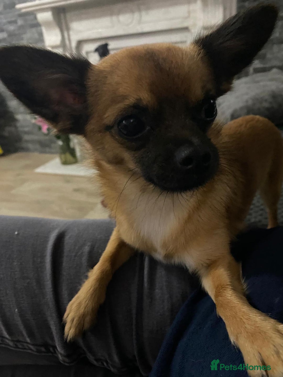 Chihuahua dogs for sale: Chihuahua Male - Image 5