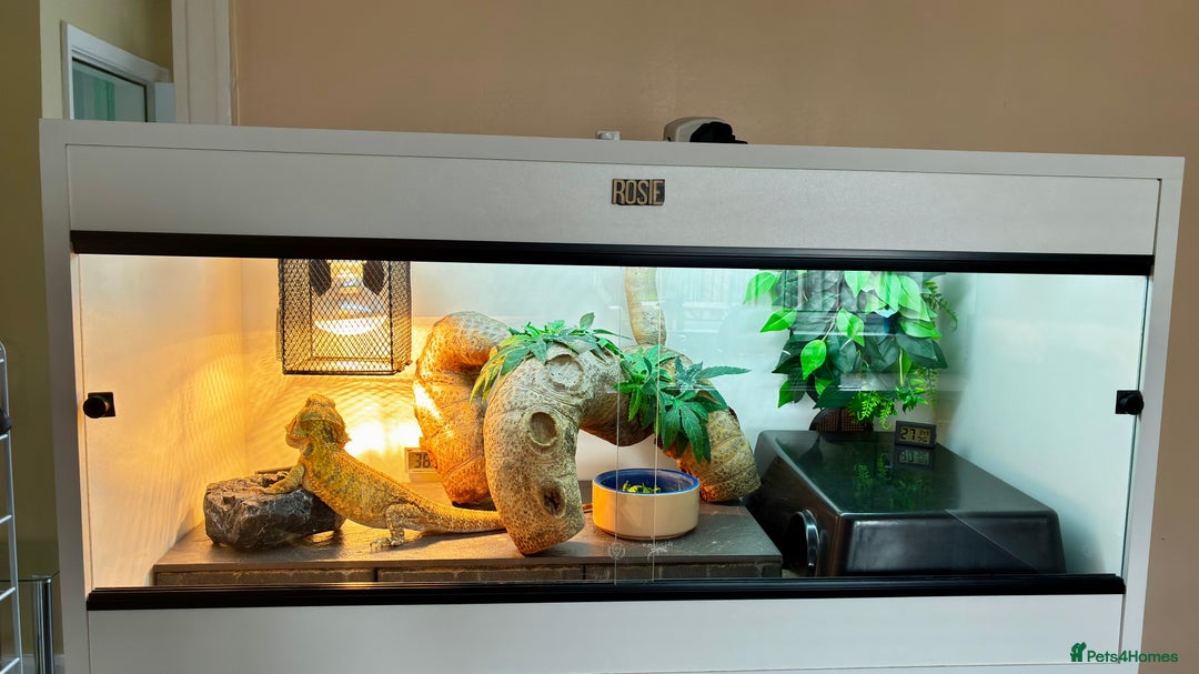 Bearded Dragon reptiles for sale: Beautiful Female bearded dragon with full set up  - Advert 27