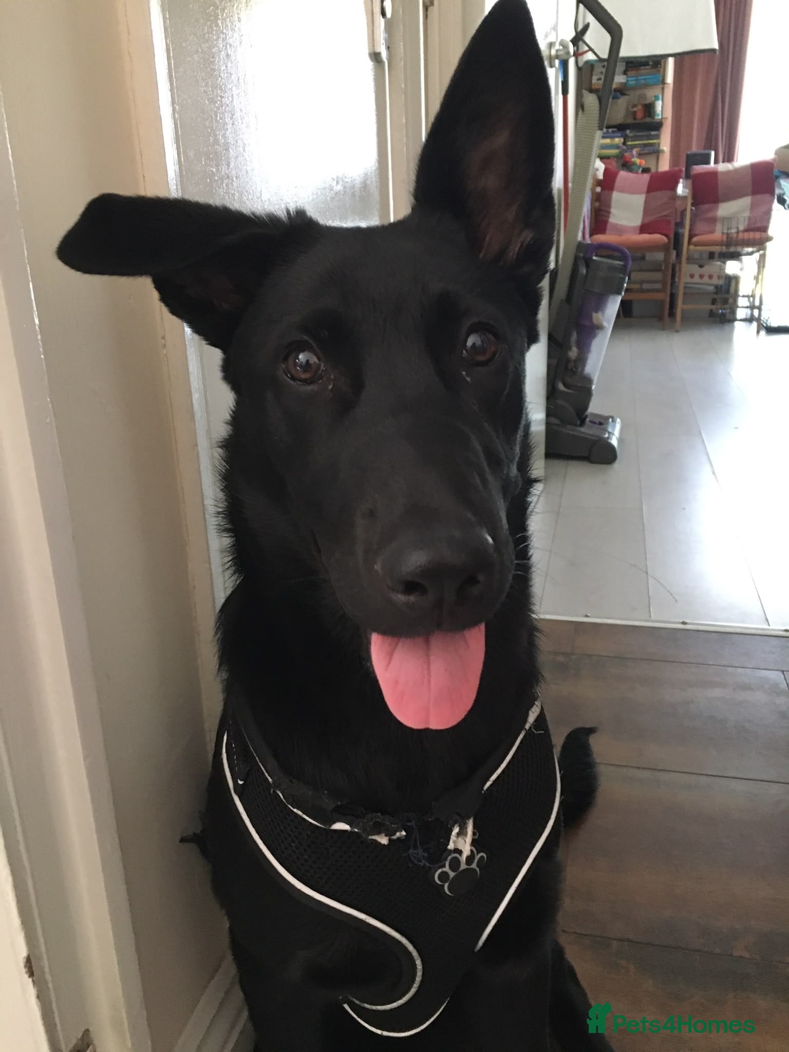 German Shepherd dogs 9 Month Old puppy for sale - Advert 2