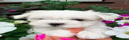 Maltese dogs for sale: Beautiful Mini Maltese Puppy - Korean Bloodlines - Advert 16