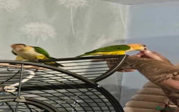 Parakeets birds for sale: Male and Female Caiques - Image 9
