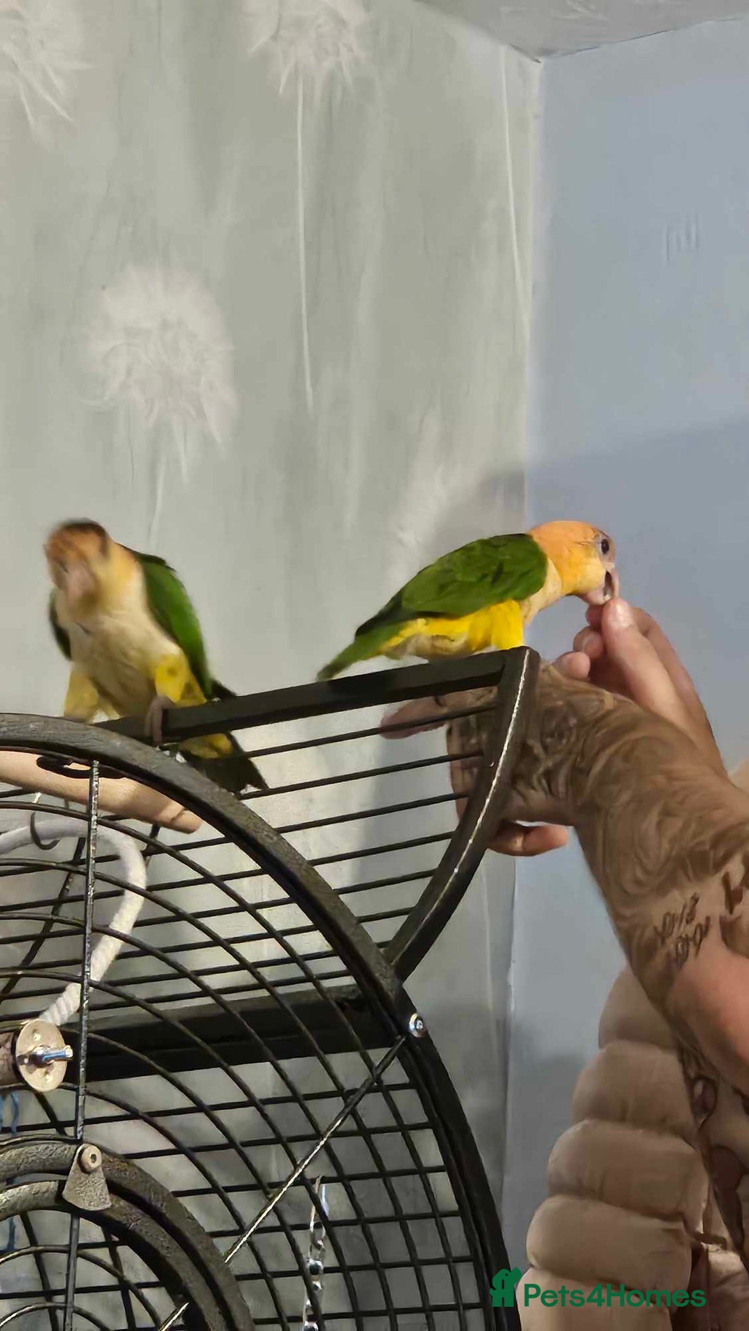 Parakeets birds for sale: Male and Female Caiques - Image 9