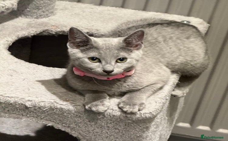 Russian Blue cats - Advert 1