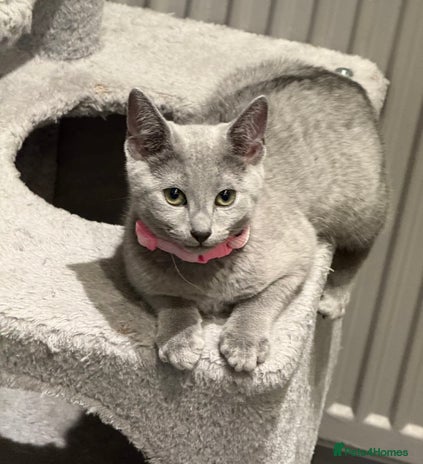 Russian Blue cats - Advert 2