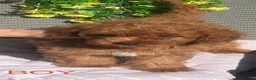 Cavapoo dogs for sale: 3 Beautiful Cavapoo Puppies - Advert 6