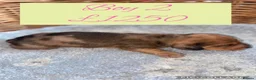 Miniature Dachshund dogs for sale: 6 Miniature Dachshund pups  - Advert 6