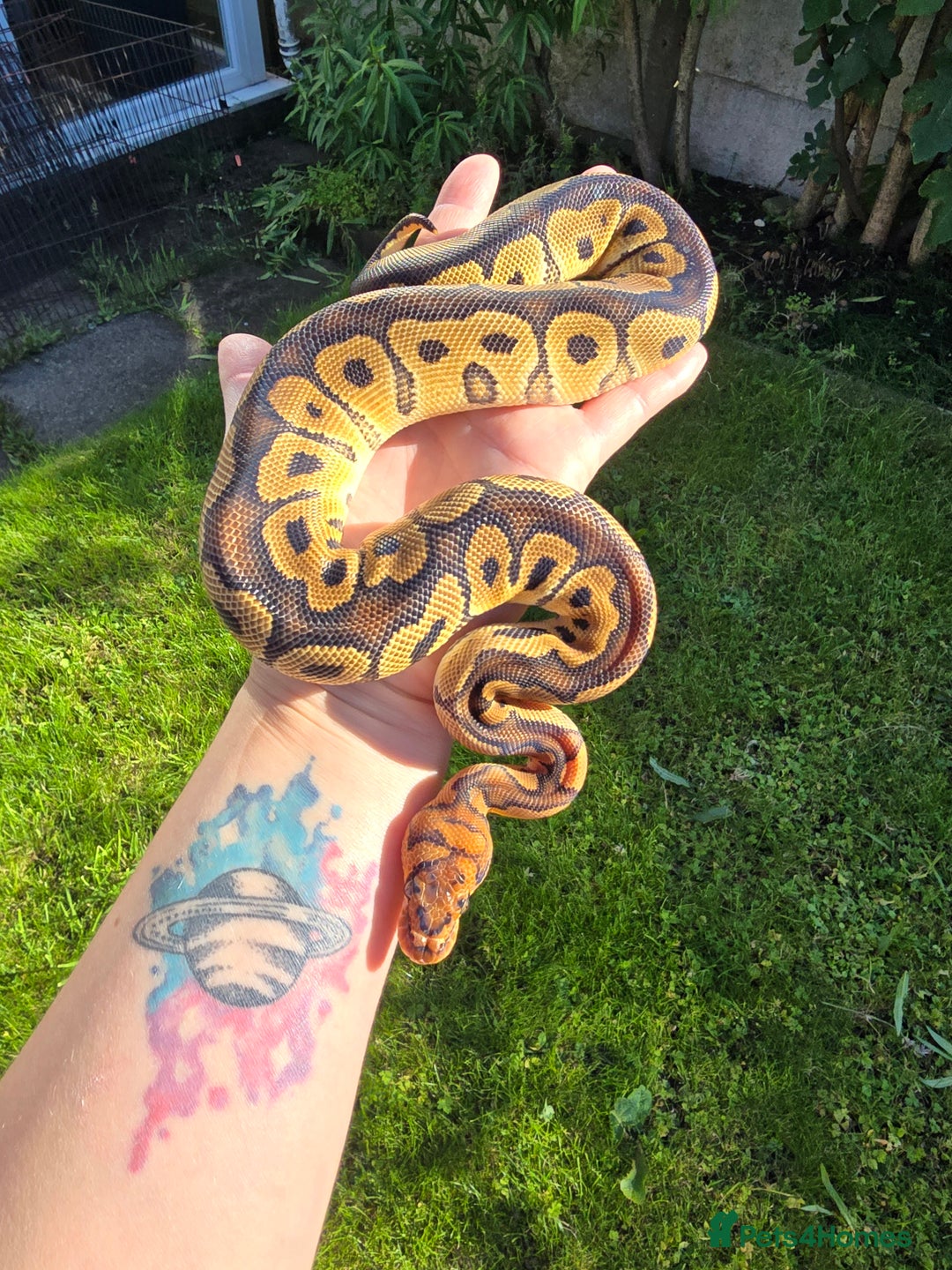 Python Snake reptiles for sale: Royal/ball pythons young to adult - Advert 1