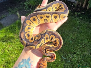 Python Snake reptiles Royal/ball pythons young to adult - Advert 1