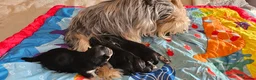 Morkie dogs for sale: Morkie puppies (2 girls and 1 boy) - Advert 14