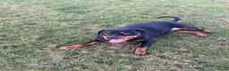 Rottweiler dogs for sale: Beautiful 2.5yr Rotty - Advert 2