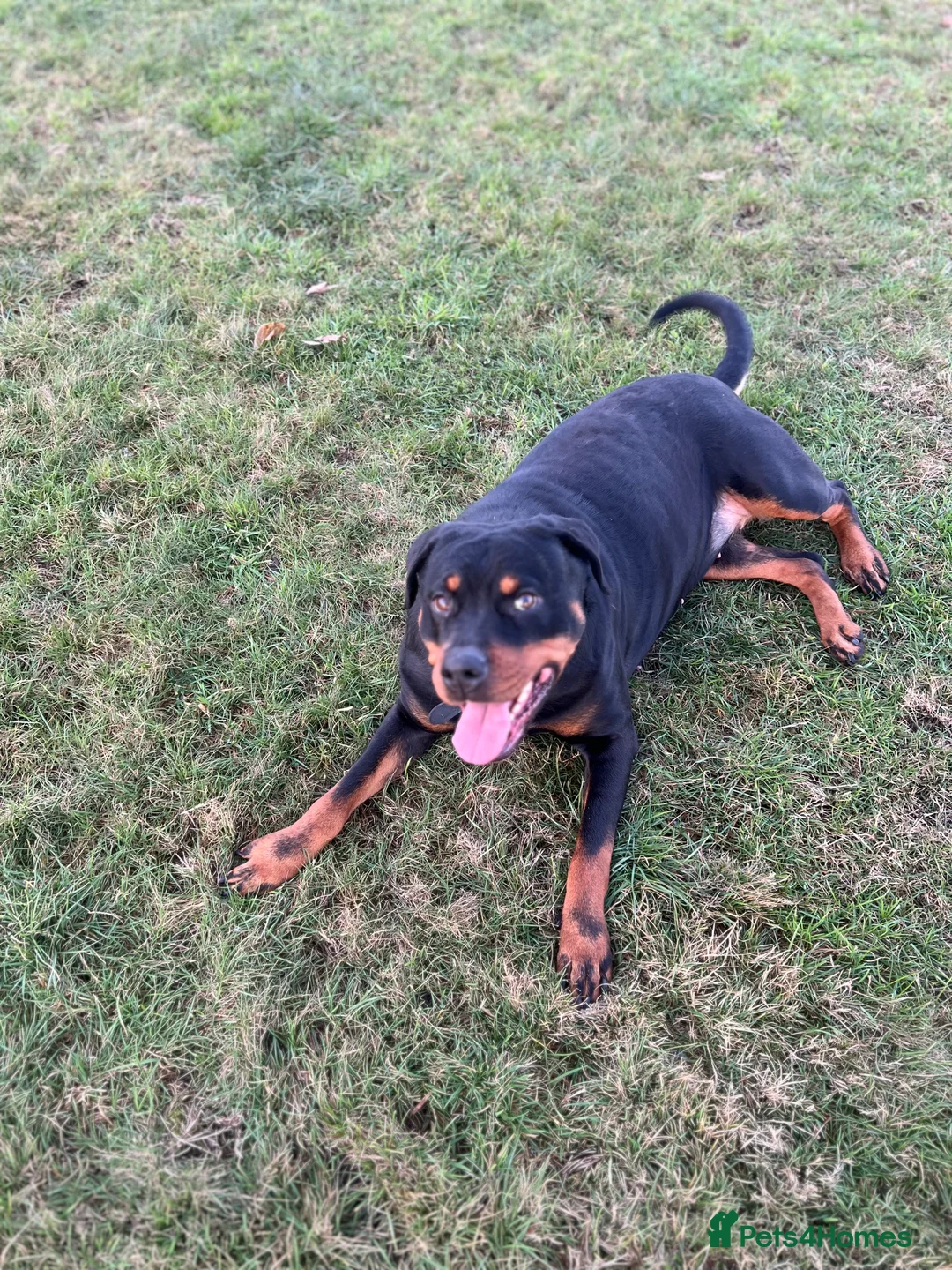 Rottweiler dogs for sale: Beautiful 2.5yr Rotty - Advert 2
