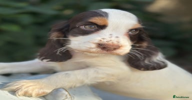 Cocker Spaniel dogs - Advert 9