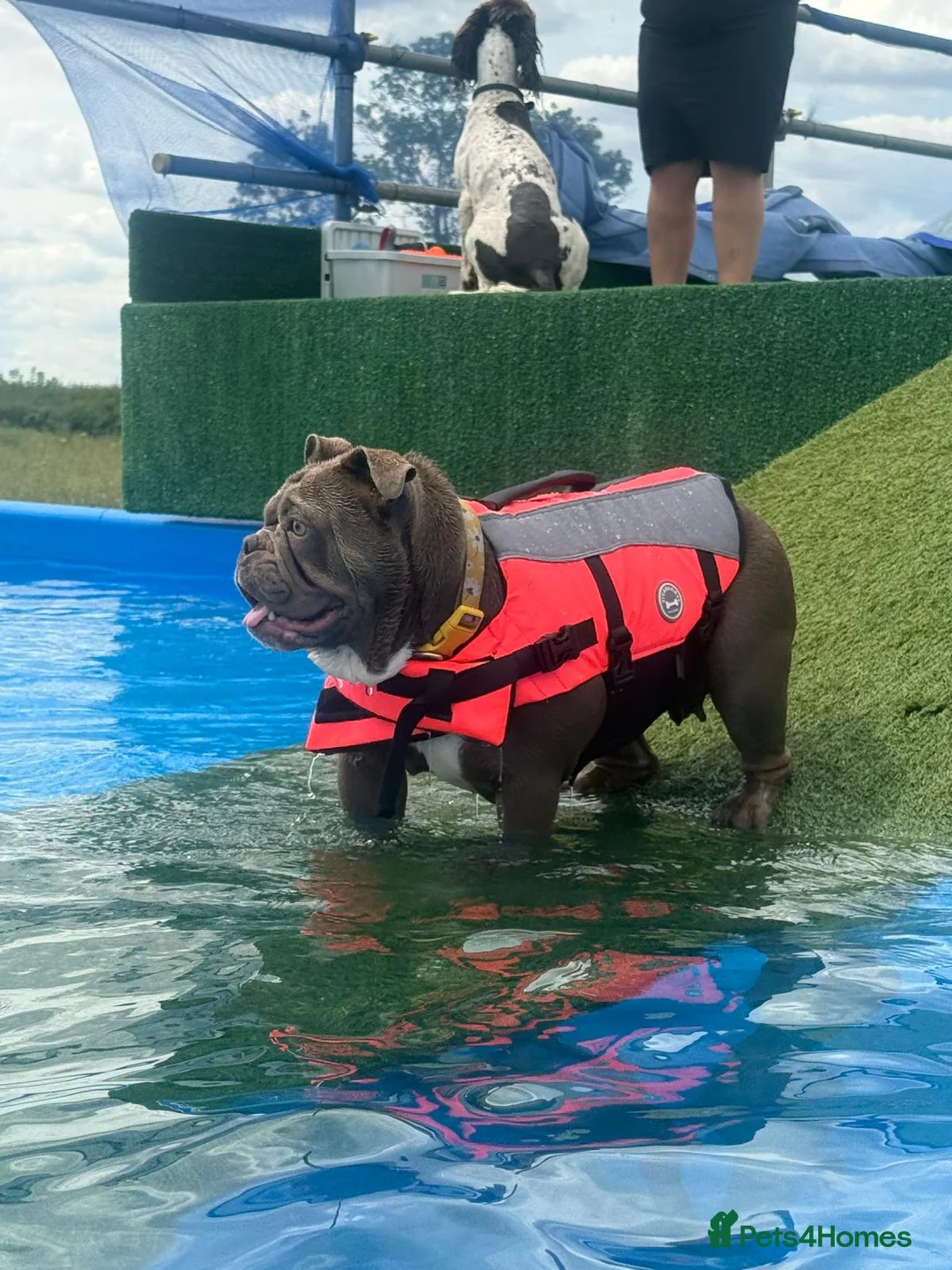 English Bulldog dogs for sale: 1 Year Old Bulldog Looking For Home  - Advert 2