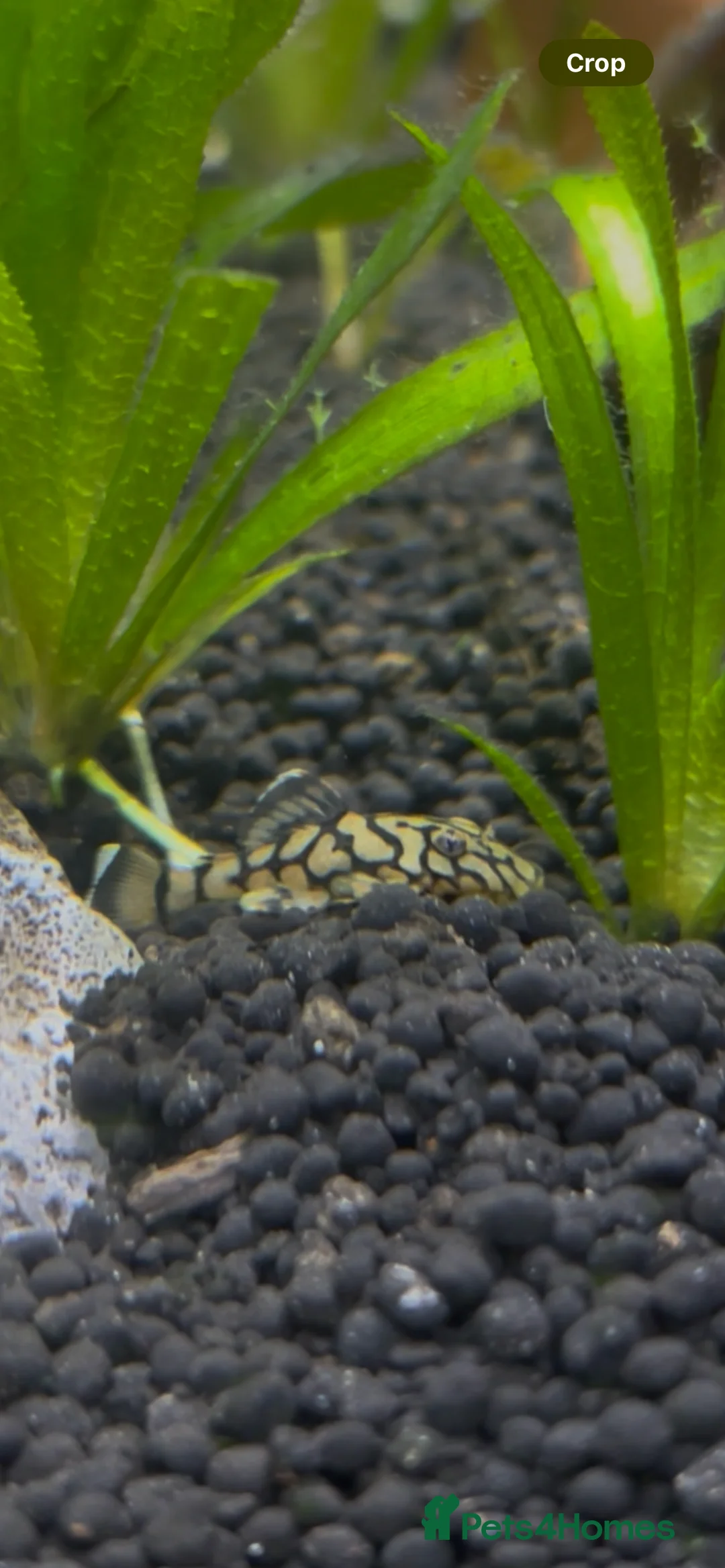 Plecos fish for sale: L519 Honeycomb Plecos  - Advert 2