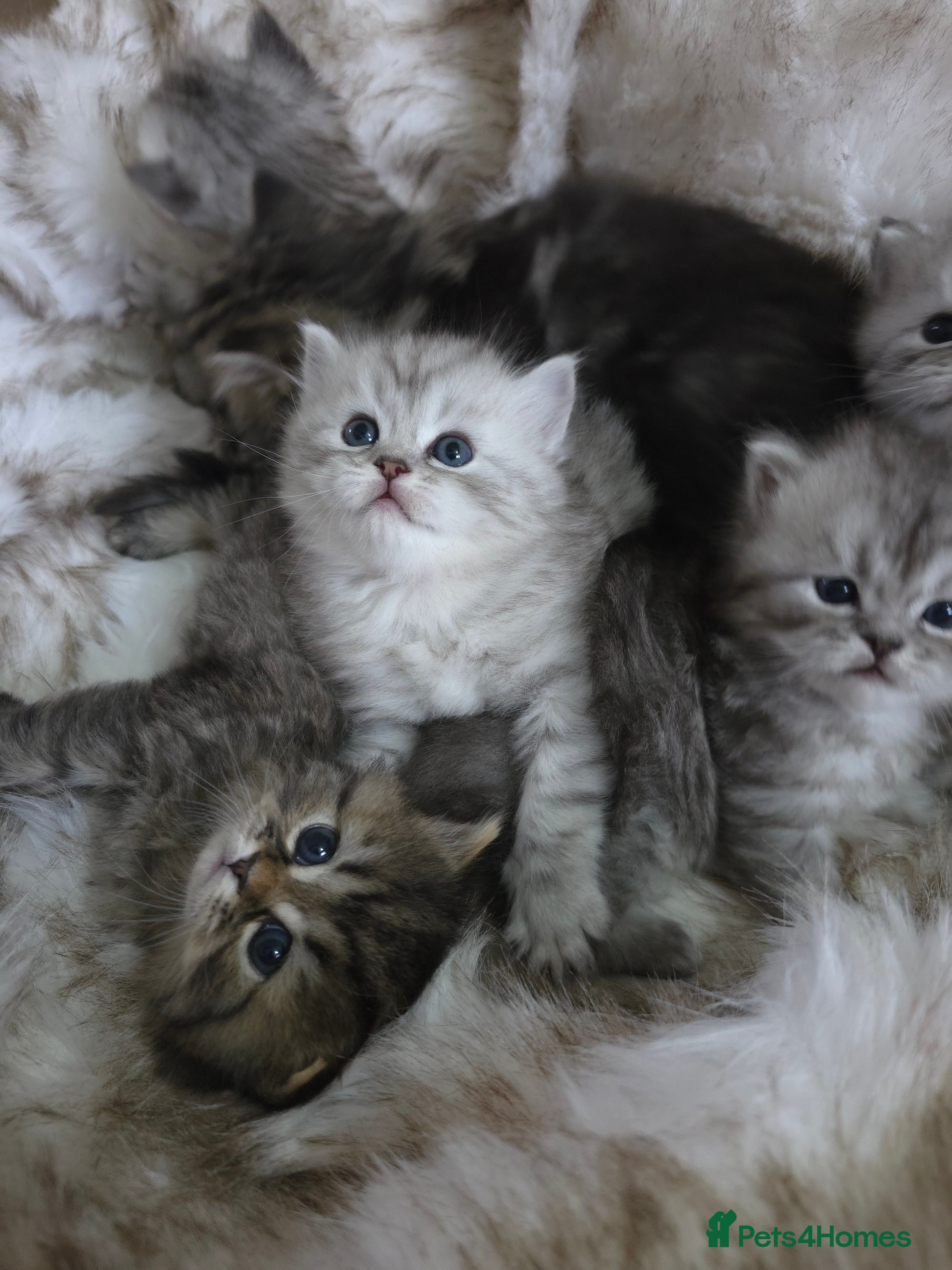 Persian cats Persian kittens  - Advert 3