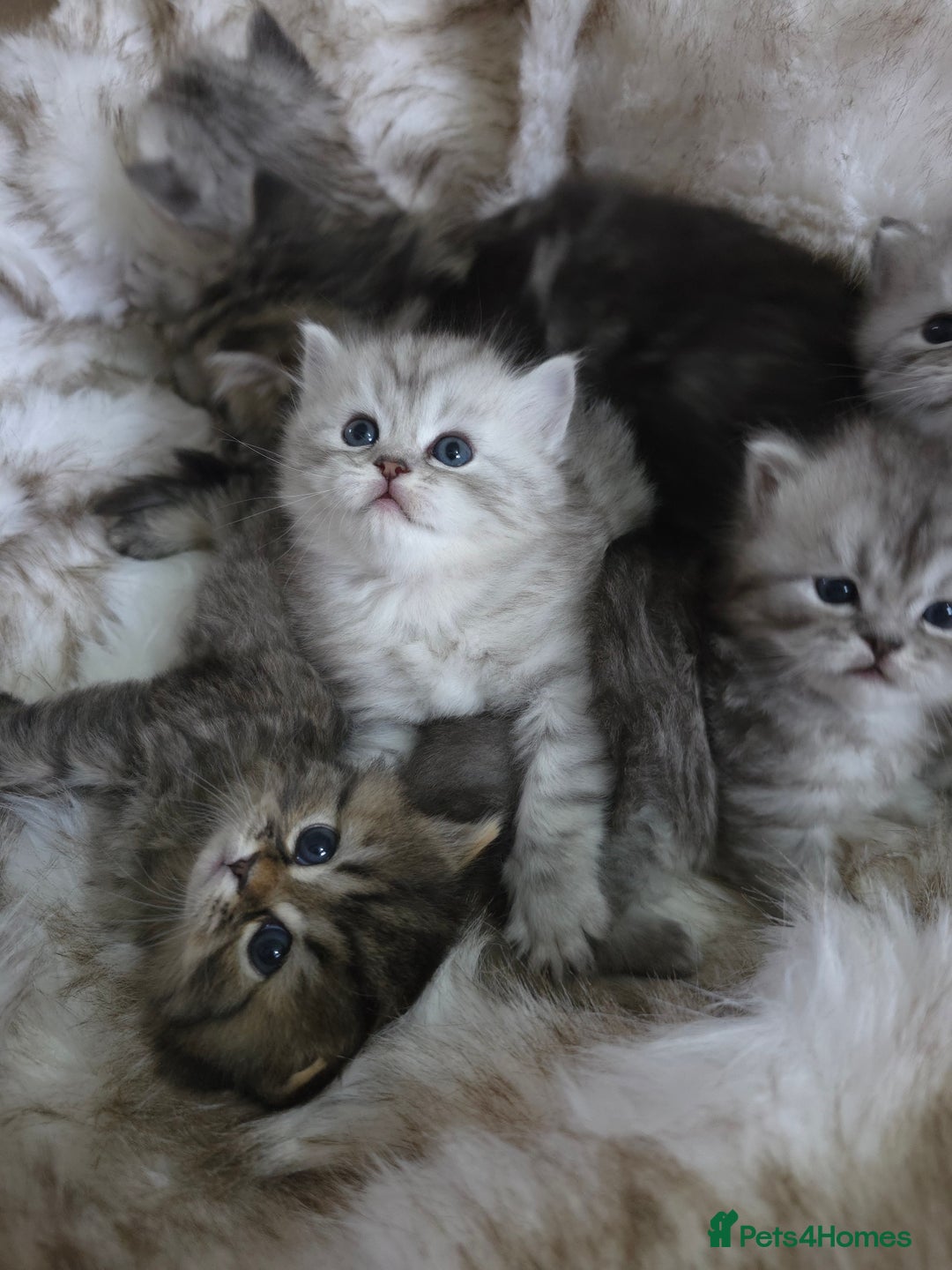 Persian cats for sale: Persian kittens  - Advert 1