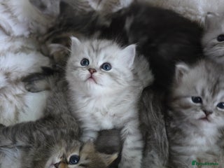 Persian cats Persian kittens - Advert 1