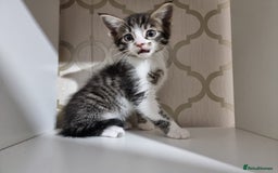 Domestic Shorthair cats for sale: 5 Beautiful Kittens Looking for Forever Homes - Image 13