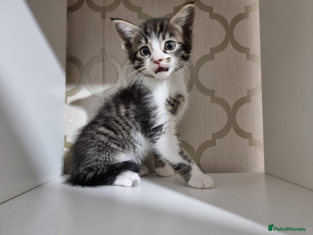 Domestic Shorthair cats for sale: 5 Beautiful Kittens Looking for Forever Homes - Image 13