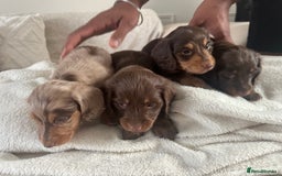 Miniature Dachshund dogs for sale: Exceptional quality long haired mini dachshunds - Image 5