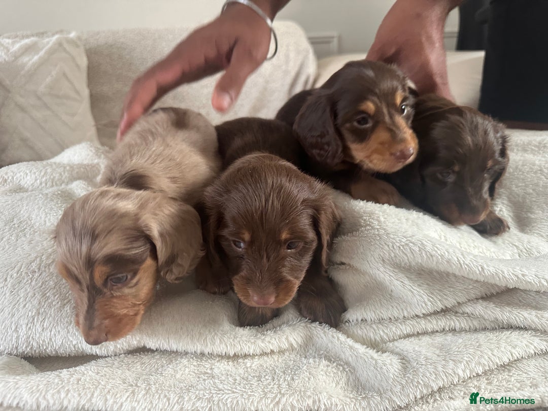 Miniature Dachshund dogs for sale: Exceptional quality long haired mini dachshunds - Image 5