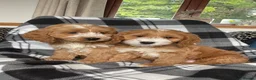 Cockapoo dogs for sale: F1 MINIATURE SHOW TYPE COCKAPOO PUPPIES  - Advert 23