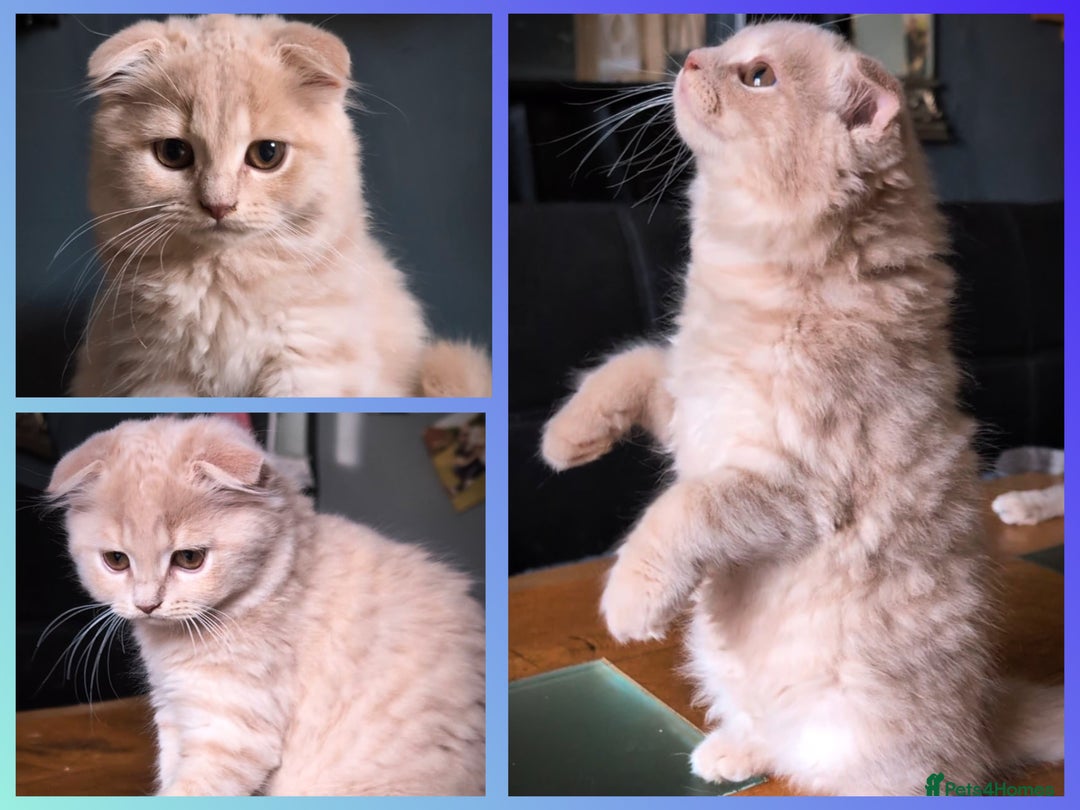 Scottish Fold cats for sale: 💙FAWN TICA active for BREEDING 🩵 Scottish Fold❣️ - Image 1