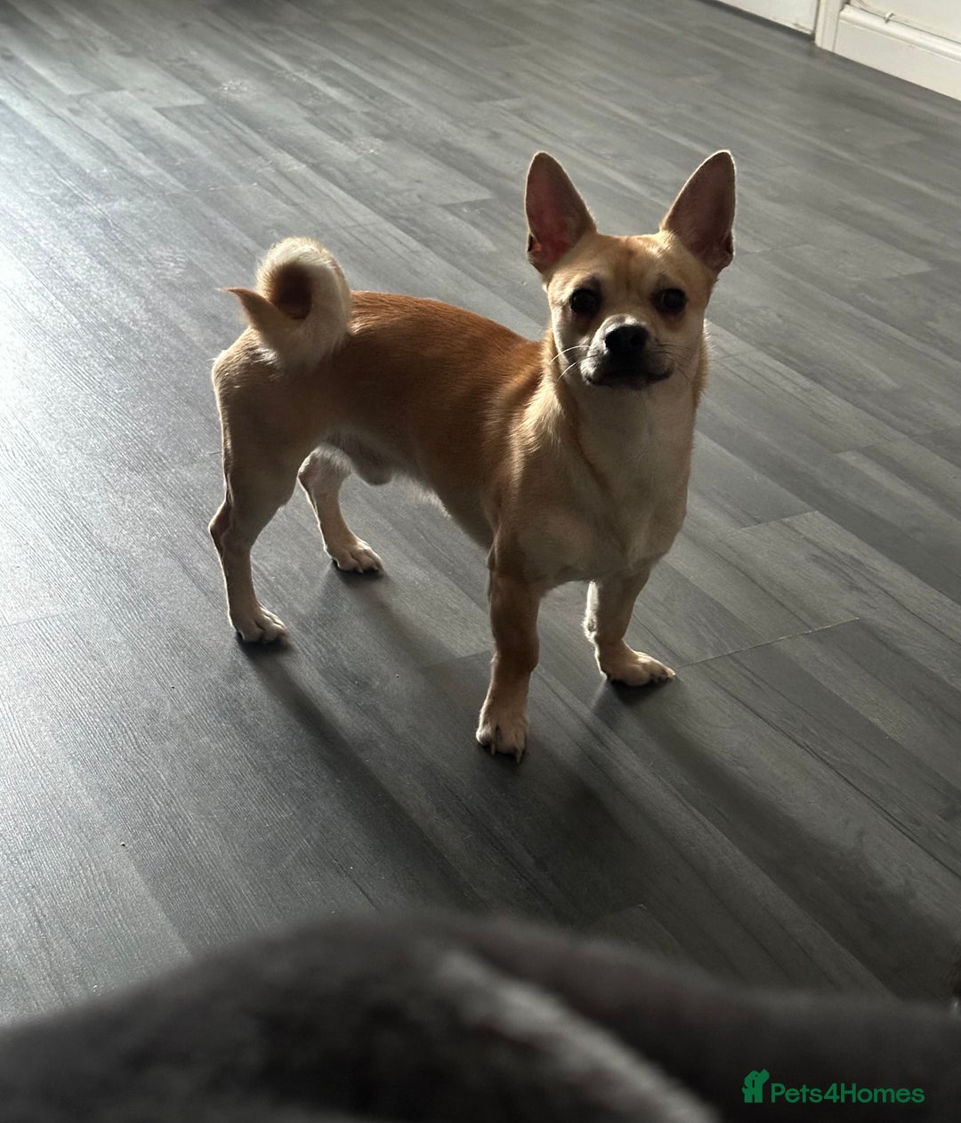 Chihuahua dogs for sale: Male Chihuahua - Advert 5