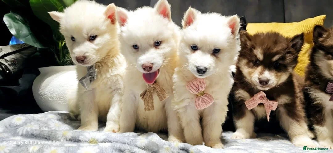 Siberian Husky dogs for sale: Wooly Siberian huskies - fully vaccinated  - Advert 12