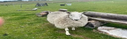 Sheep livestock for sale: 2 pet sheep in Dumfries - Advert 3