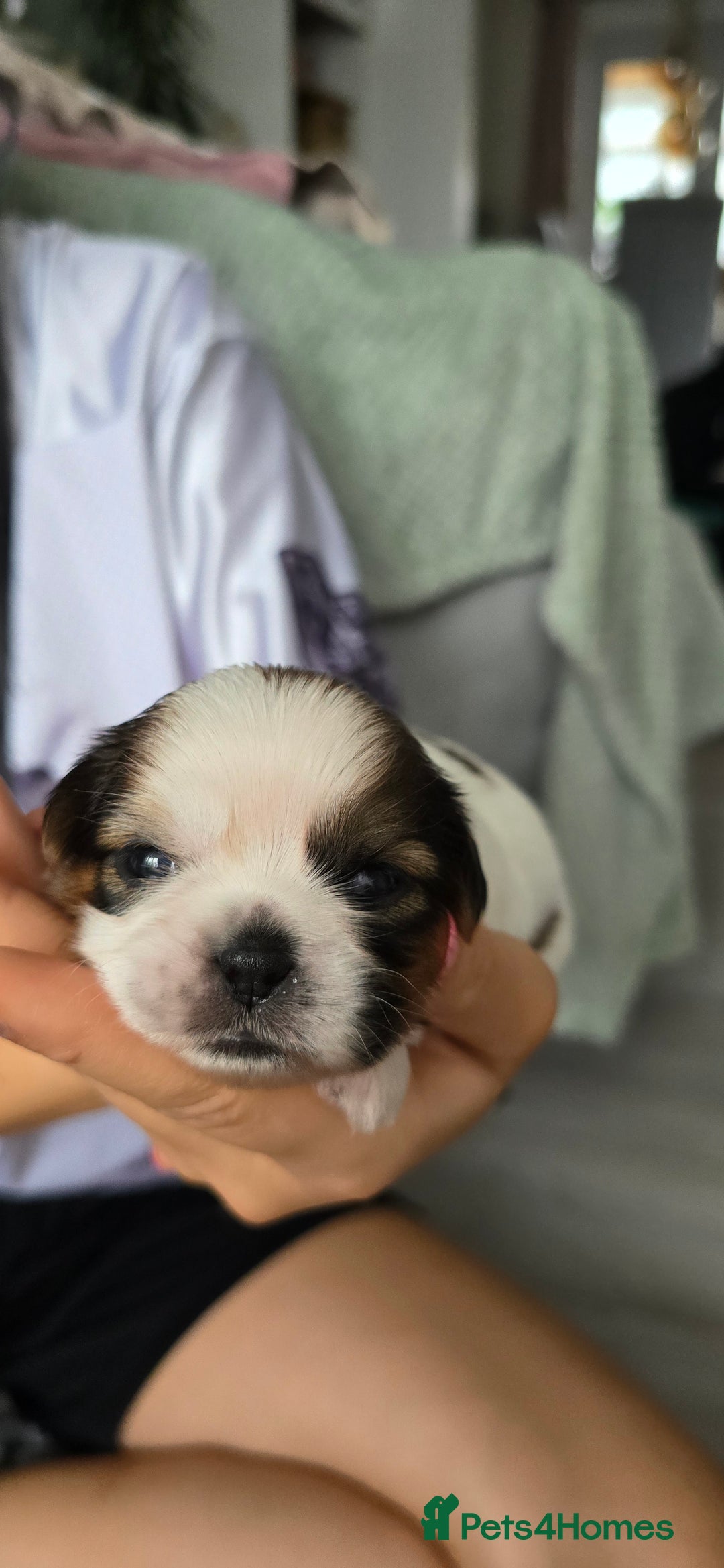 Shih Tzu dogs for sale: Puppies for reservation / sale  - Image 12