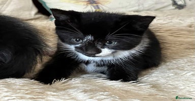 Mixed Breed cats - Advert 2