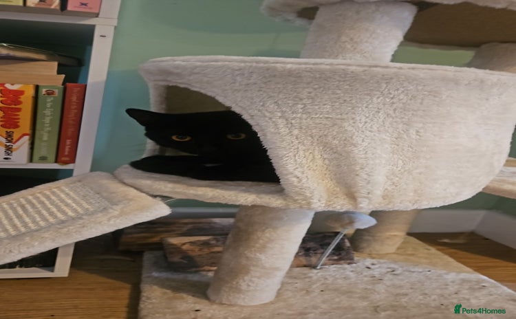 British Shorthair cats - Advert 7