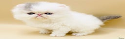 Persian cats for sale: Ready for something special?RESERVED. - Advert 5