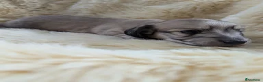 Miniature Dachshund 2