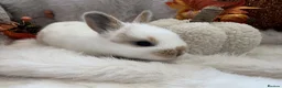 Rex rabbits for sale: Rex x Netherland dwarf  - Advert 16