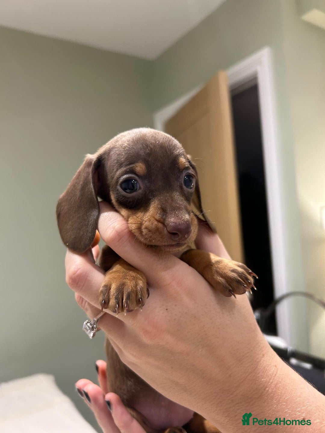 Dachshund dogs for sale: STANDARD DACHSHUND PUPPYS. READY TO LEAVE.  - Advert 9